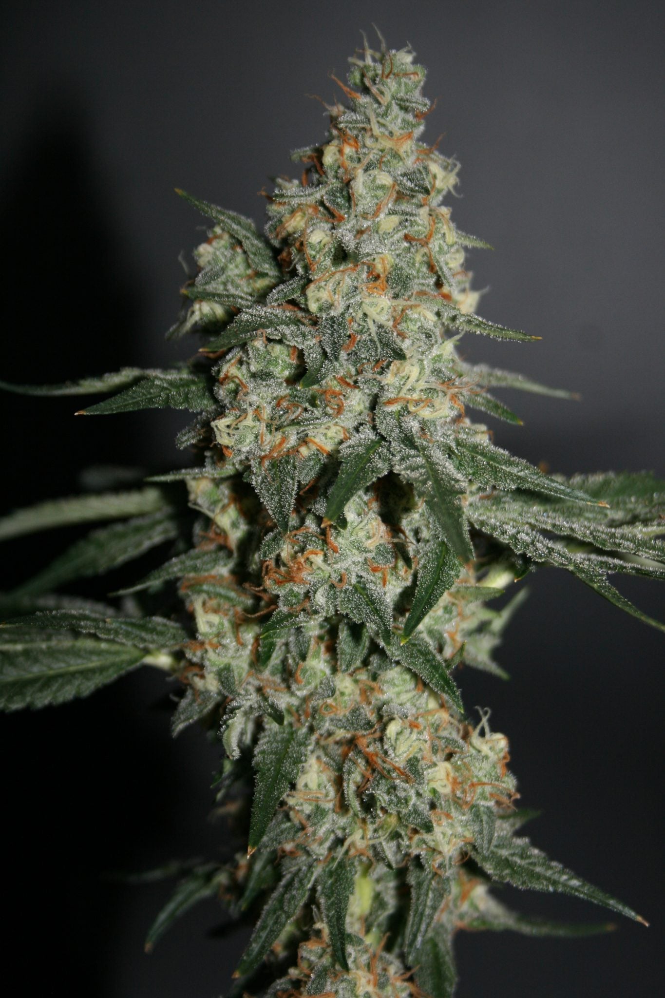 Snowberry feminisierte Samen von true canna genetics
