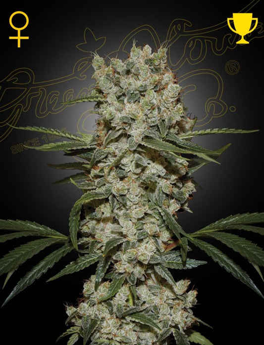 super_silver_haze_front