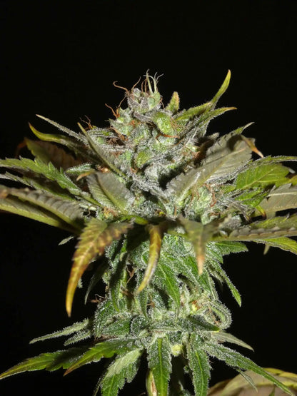Sheberghan Landrasse Pflanze von Khalifa Genetics