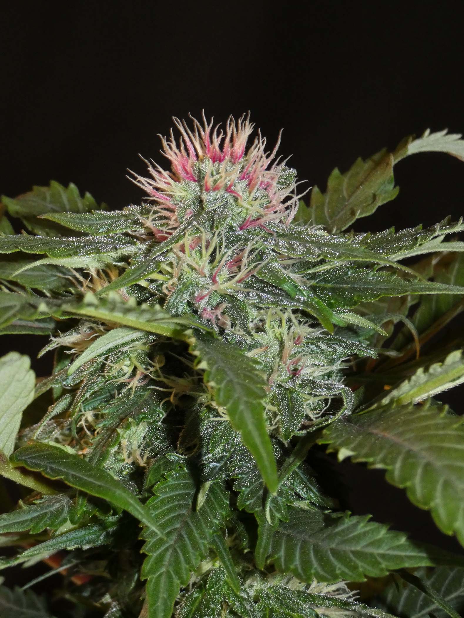 Sheberghan Landrasse Pink Pistils