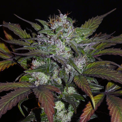 Sheberghan Landrasse von Khalifa Genetics