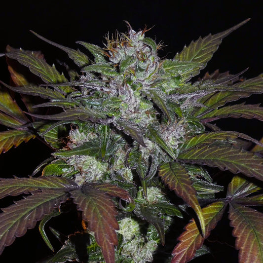 Sheberghan Landrasse von Khalifa Genetics