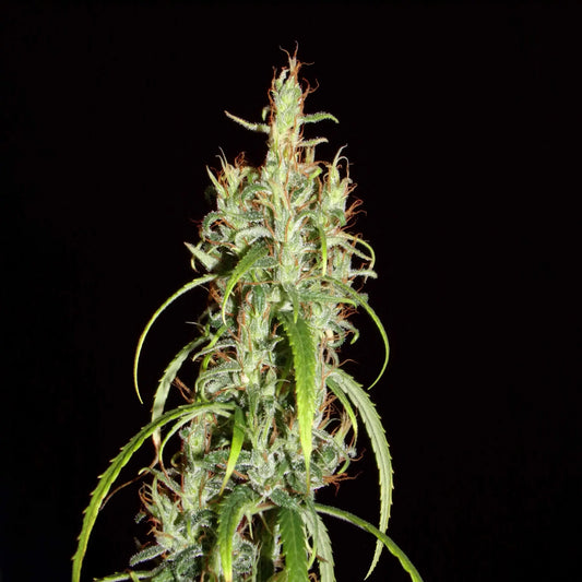 Sibirische Ruderalis Genetik von Khalifa Genetics