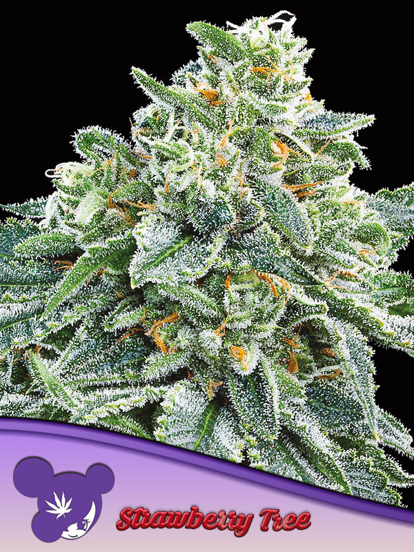 Strawberry Tree von Anesia Seeds