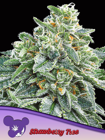Strawberry Tree von Anesia Seeds