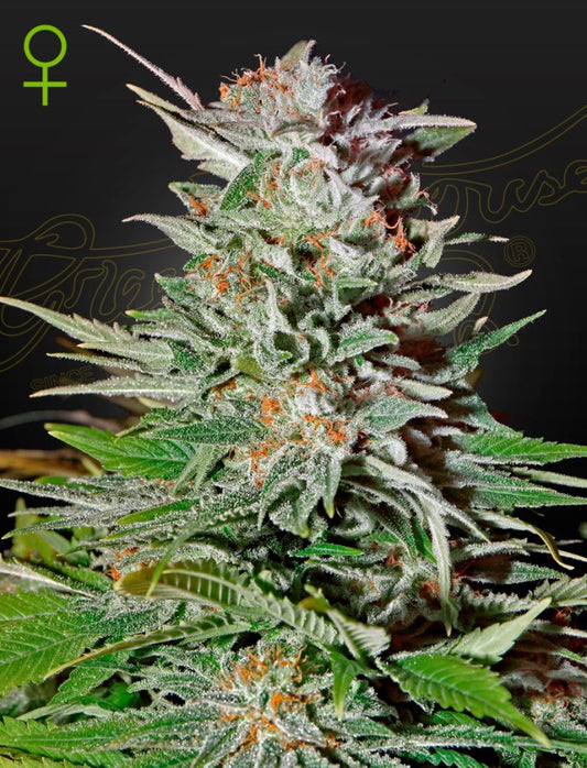 Super Lemon Haze Auto von Green House Seeds