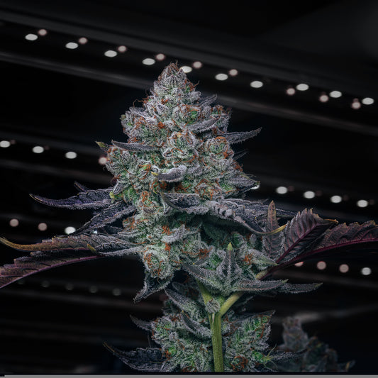 SuperOGKush_seeds_Bud