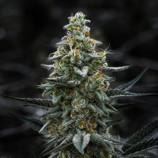 SuperSkunk_seeds_Bud