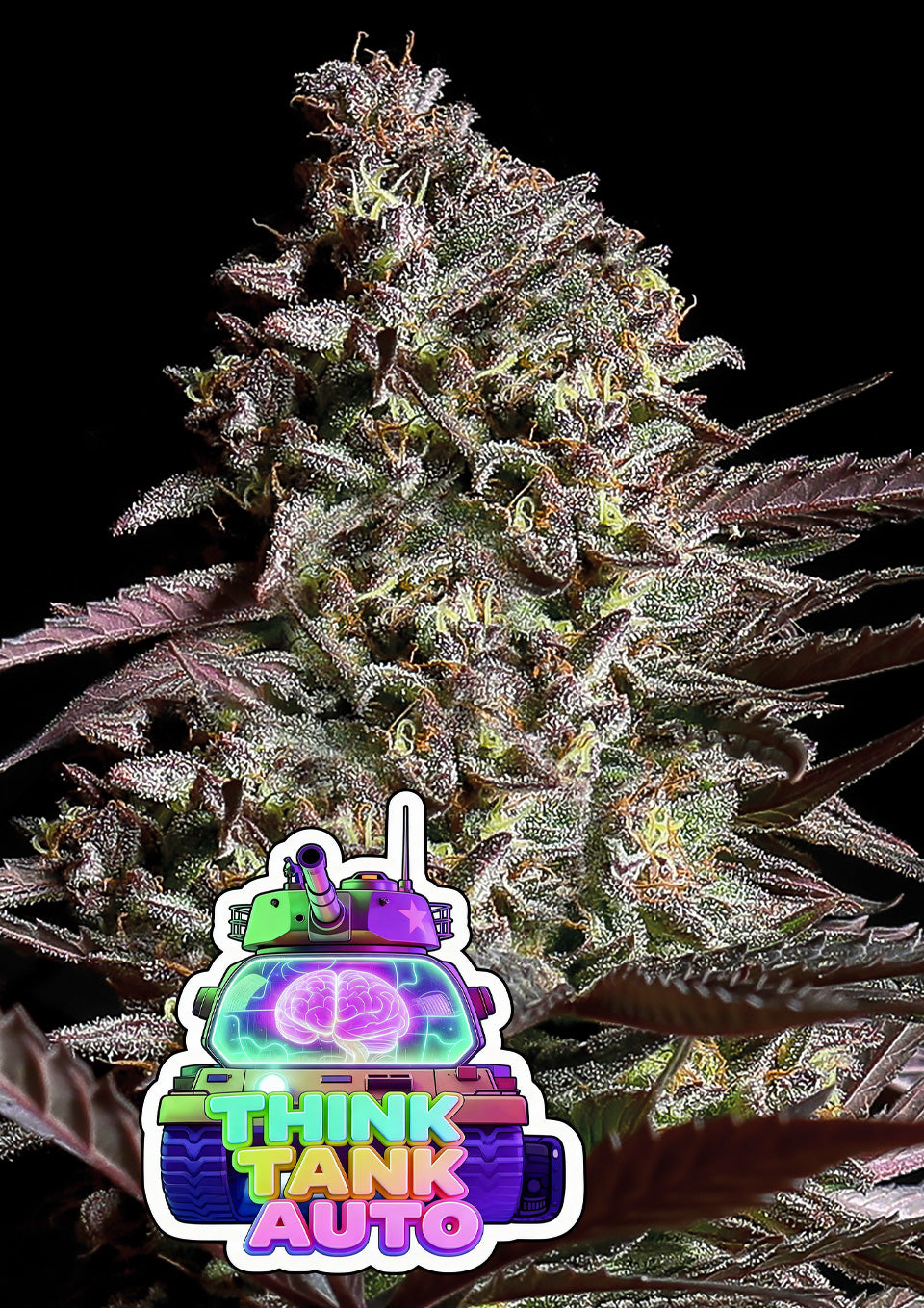 Think Tank Auto von Anesia Seeds