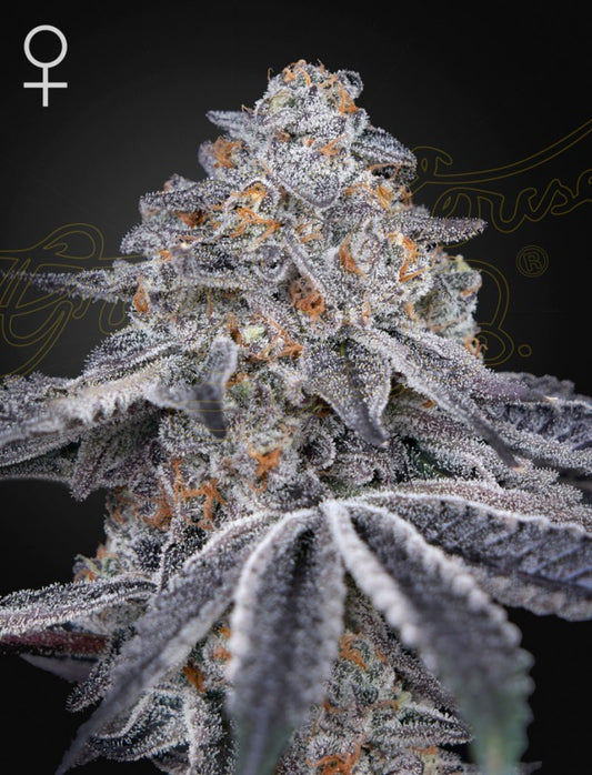 Velvet Moon Headbud