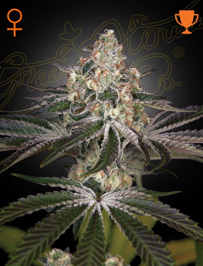 white_widow_front