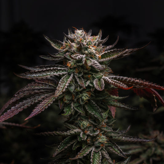 Wedding Cake Feminisiert Blüte - BlowGenetics