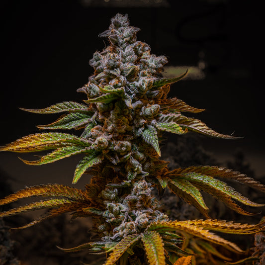 White Widow Automatic von Blow Genetics