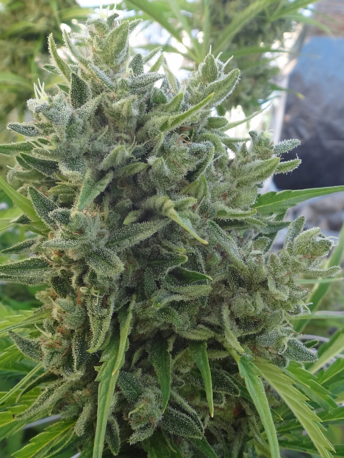 Killer A5 Haze Regulär