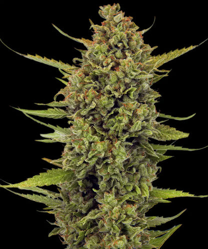 Acapulco Gold Landrasse Headbud