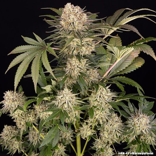 AK Strain Plant Barneys Farm