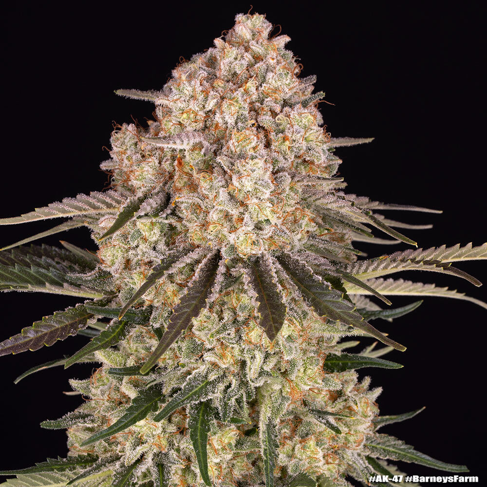 AK Strain Head Bud Barneys Farm