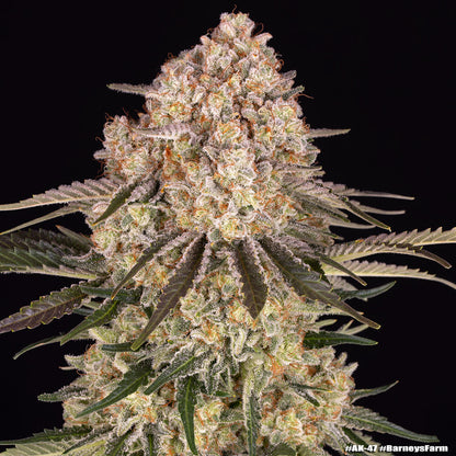 AK Strain Head Bud Barneys Farm