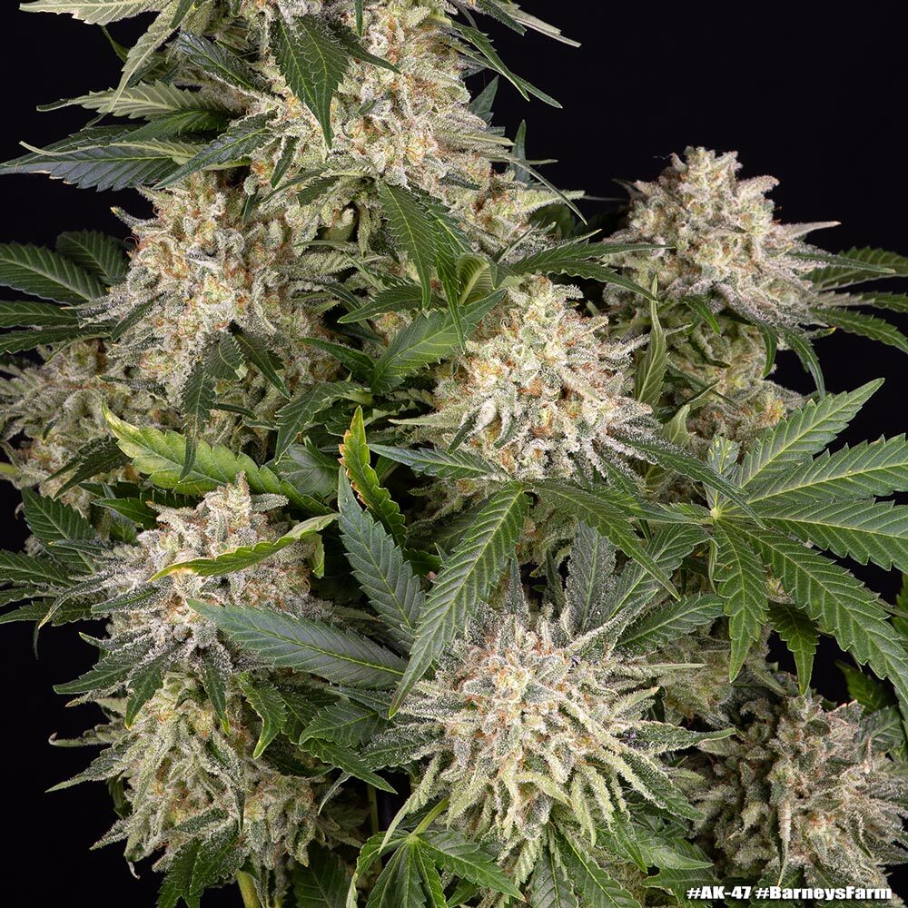 AK Strain Buds Barneys Farm