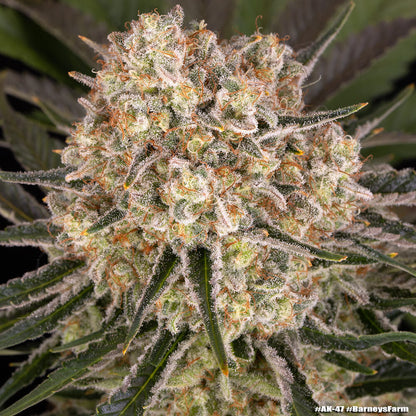 AK Strain Headbud Barneys Farm