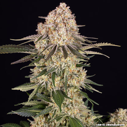 AK Strain Bud Barneys Farm