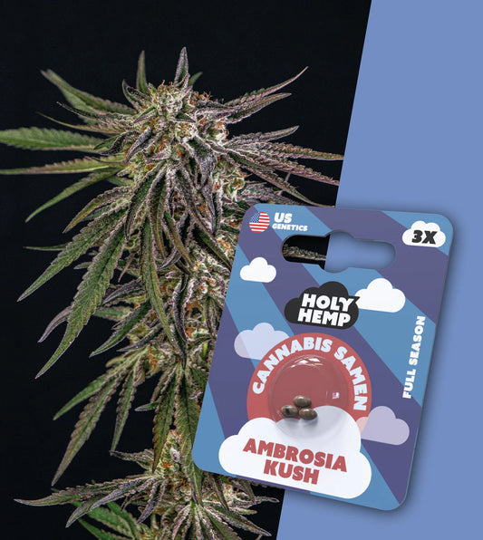 Ambrosia Kush Feminisiert - Holy Hemp