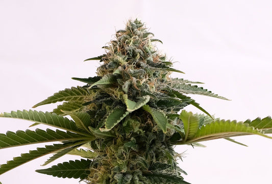 Amnesia Dream XL Auto von Kannabia Seeds in der Blüte