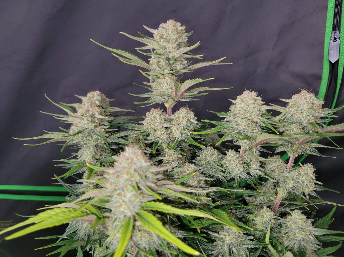 Apricot Auto Plant