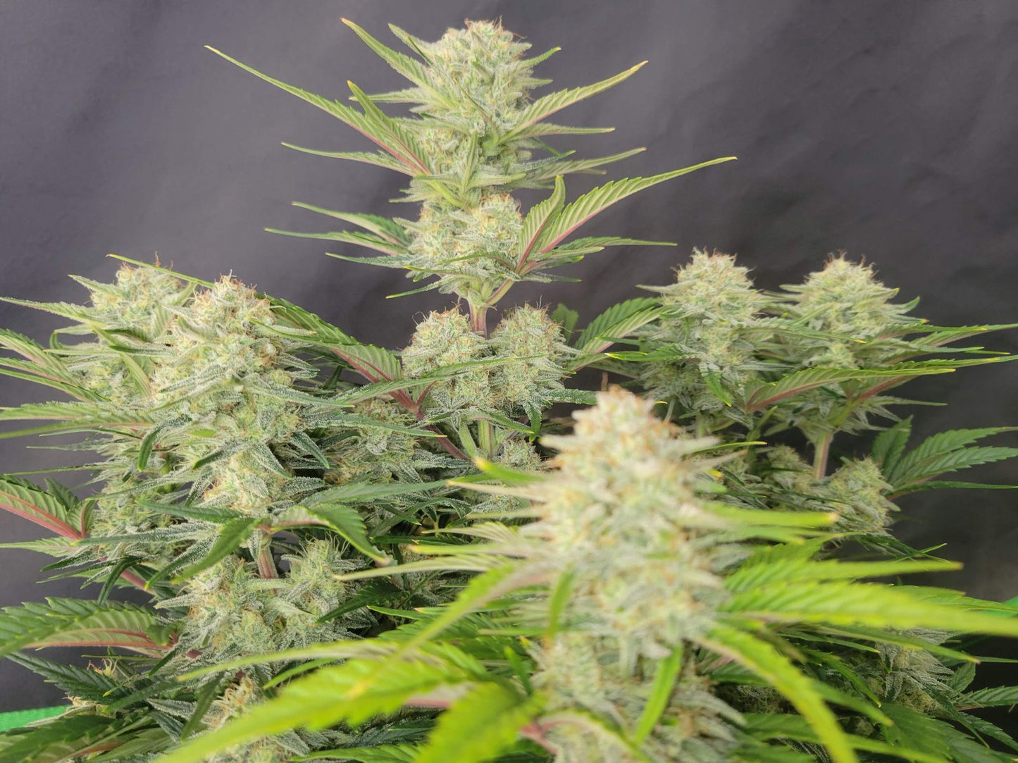 Apricot Auto Headbud