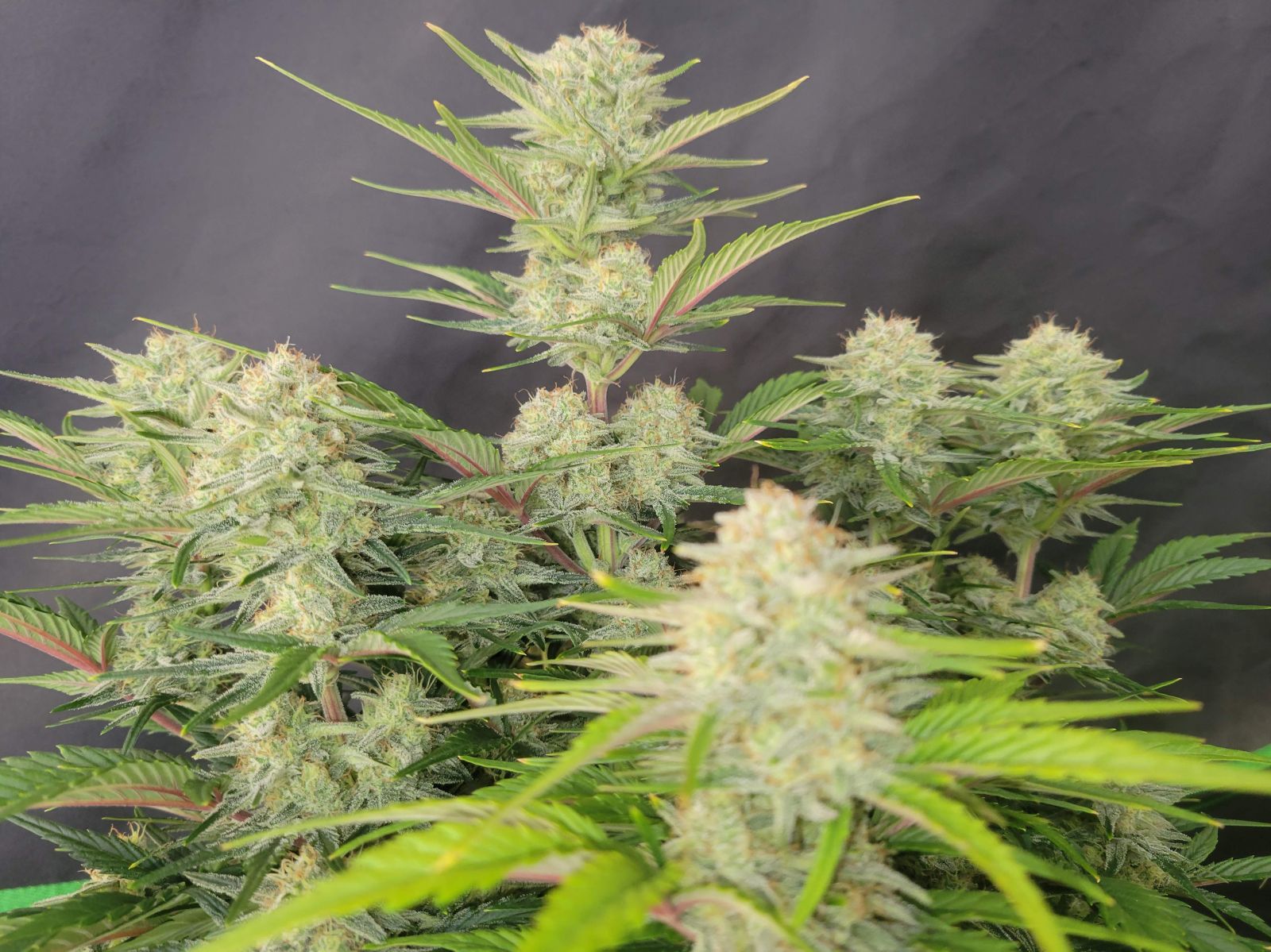 Apricot Auto Headbud