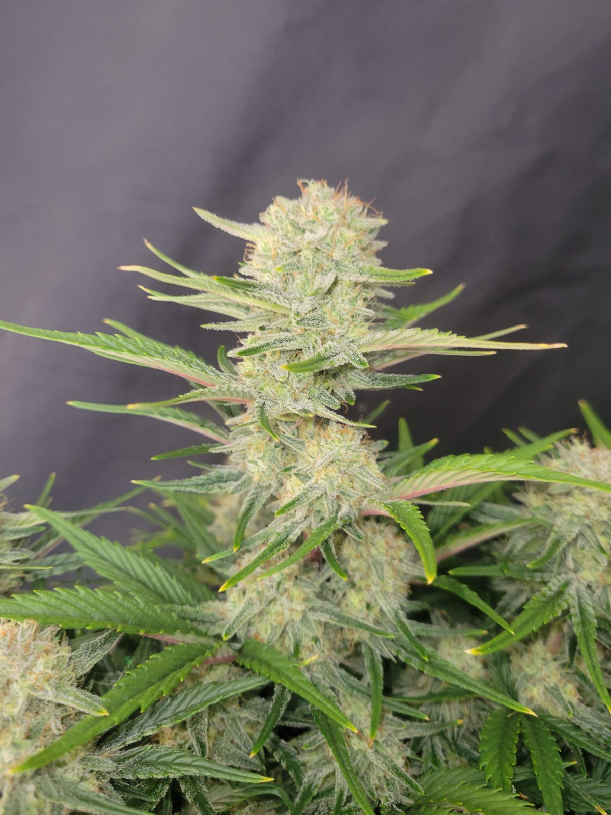 Apricot Auto Bud