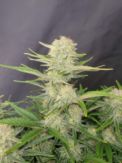 Apricot Auto Bud