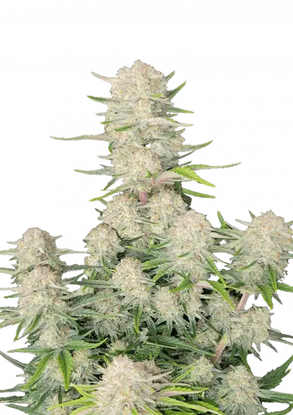 Apricot Auto Fast Buds