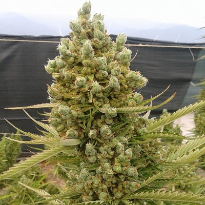 Auto Malawi x Northern Lights - ACE Seeds