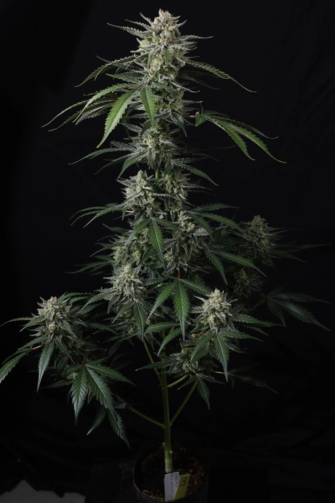 Banana Guava Auto™