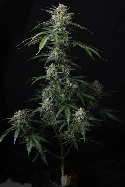 Banana Guava Auto™