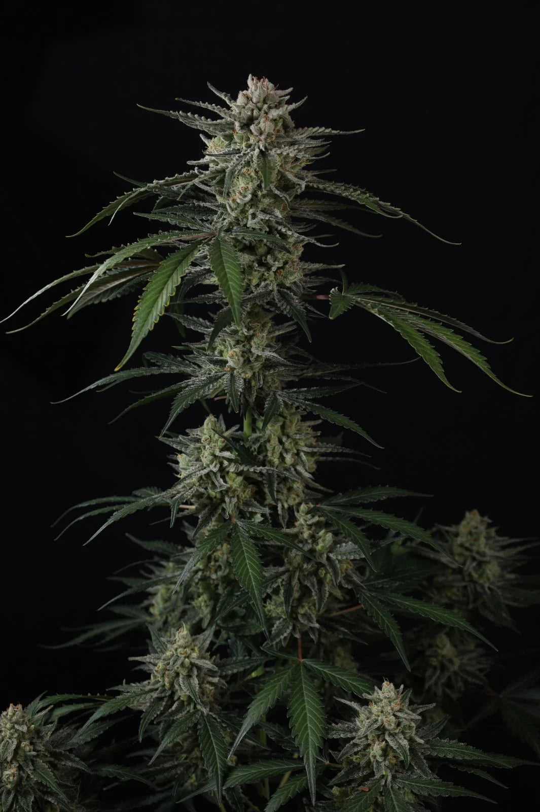 Banana Guava Auto™