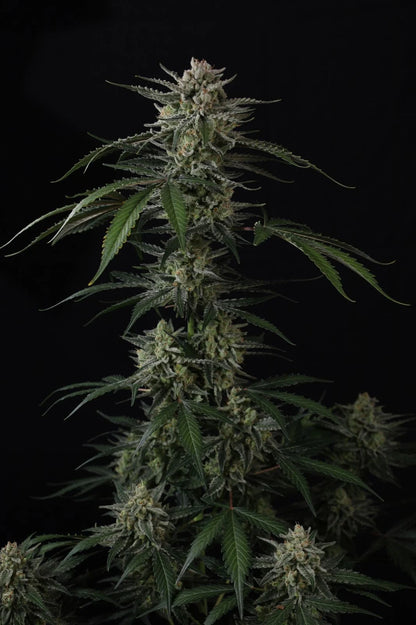 Banana Guava Auto™