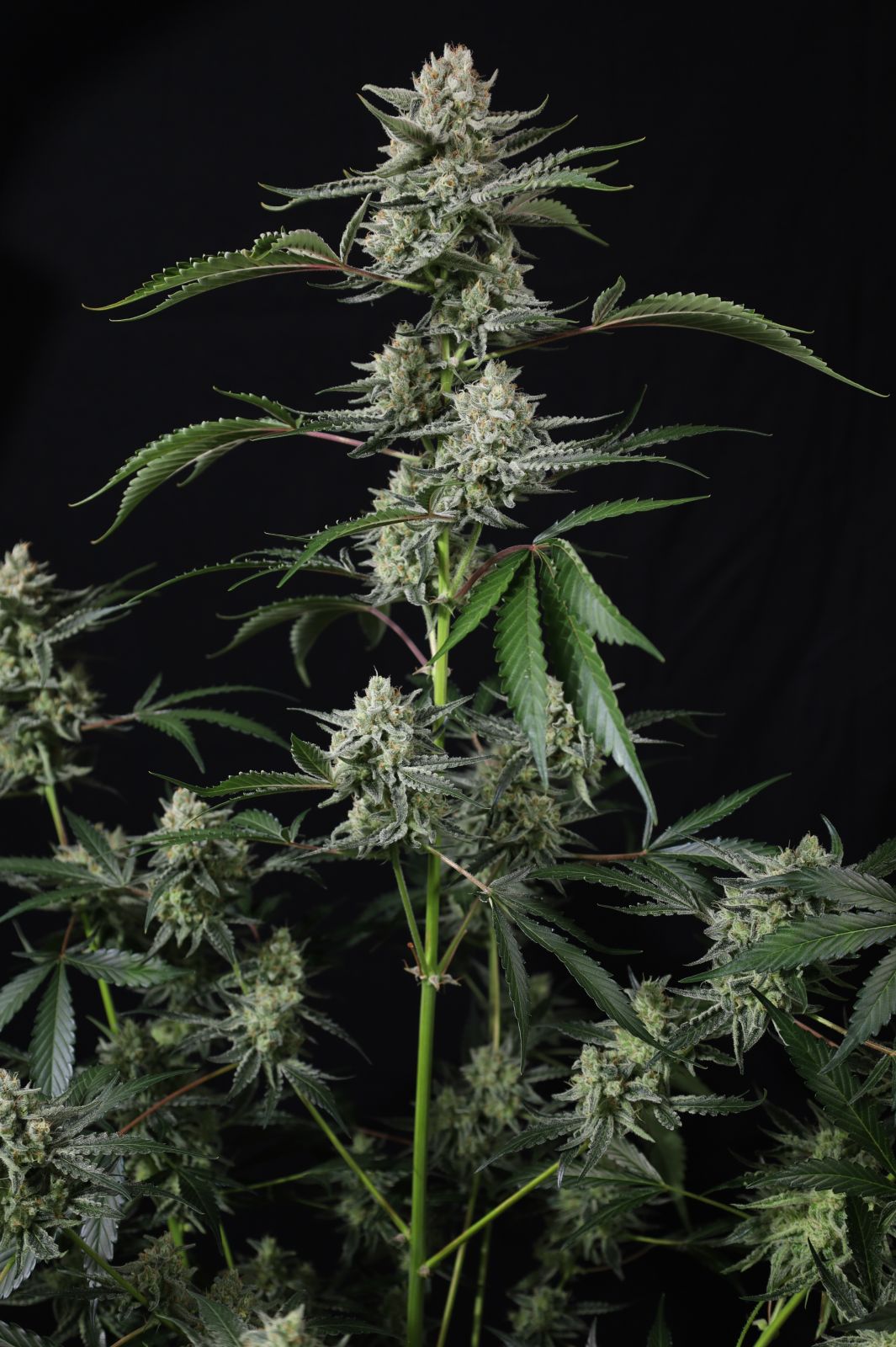 Banana Guava Auto™