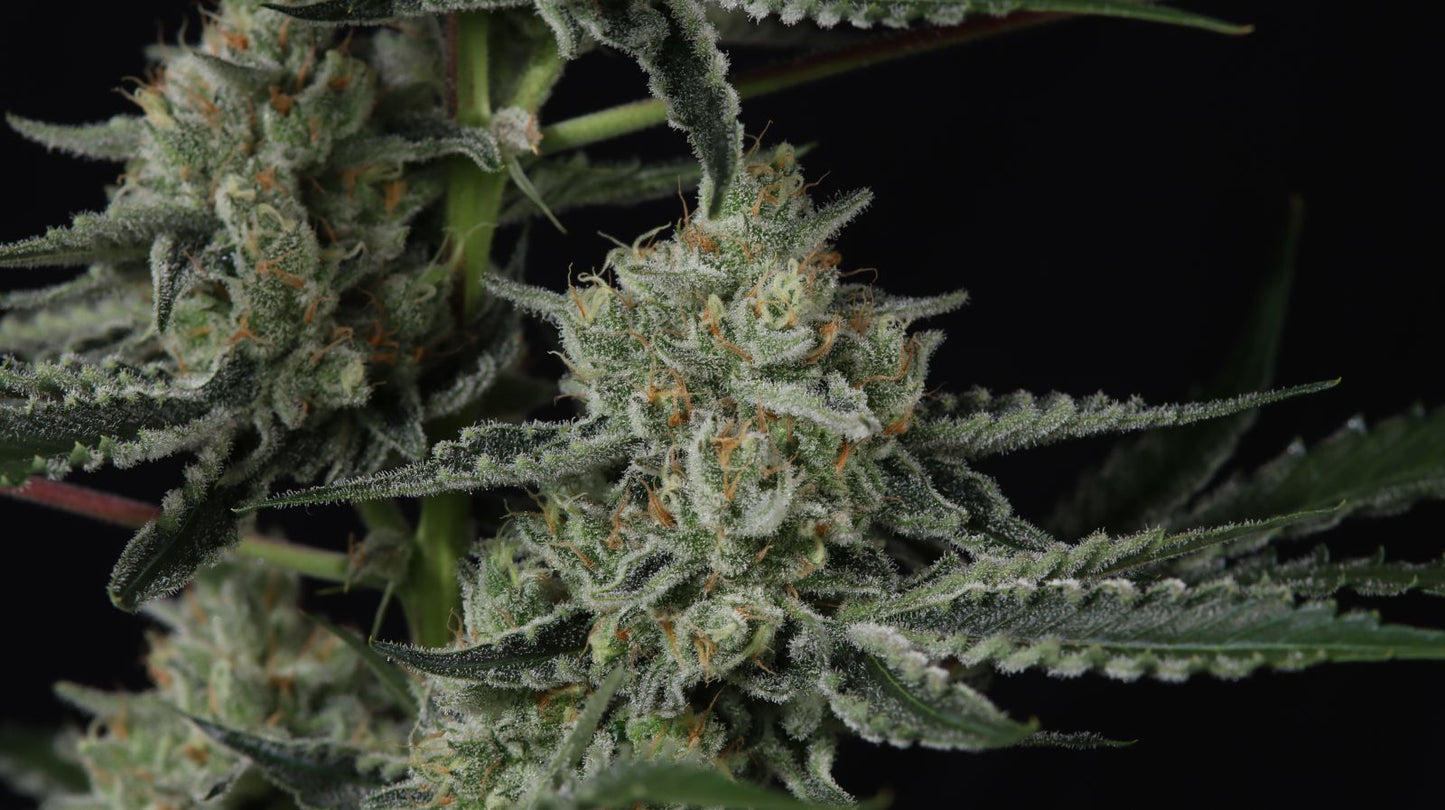 Banana Guava Auto™