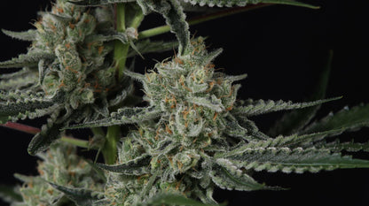 Banana Guava Auto™
