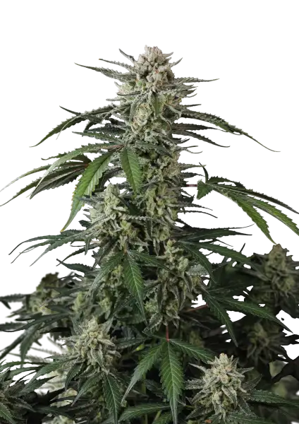 Banana Guava Auto™