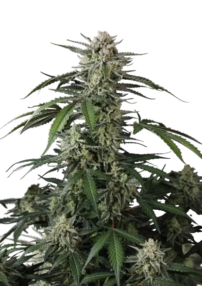 Banana Guava Auto™