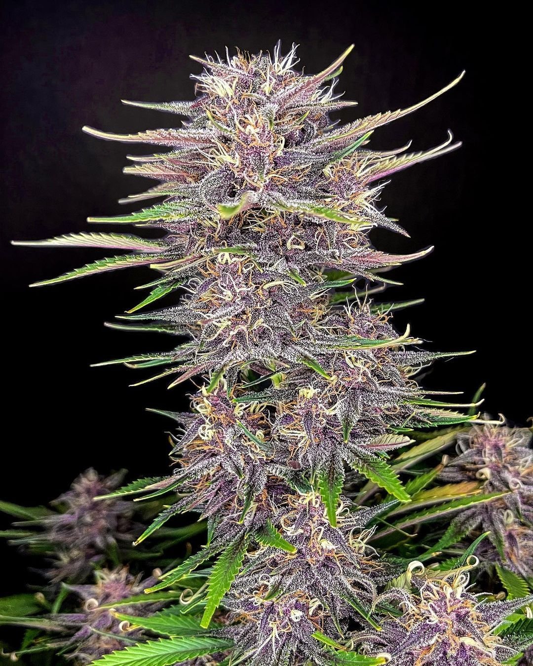 banana_purple_punch_auto_1