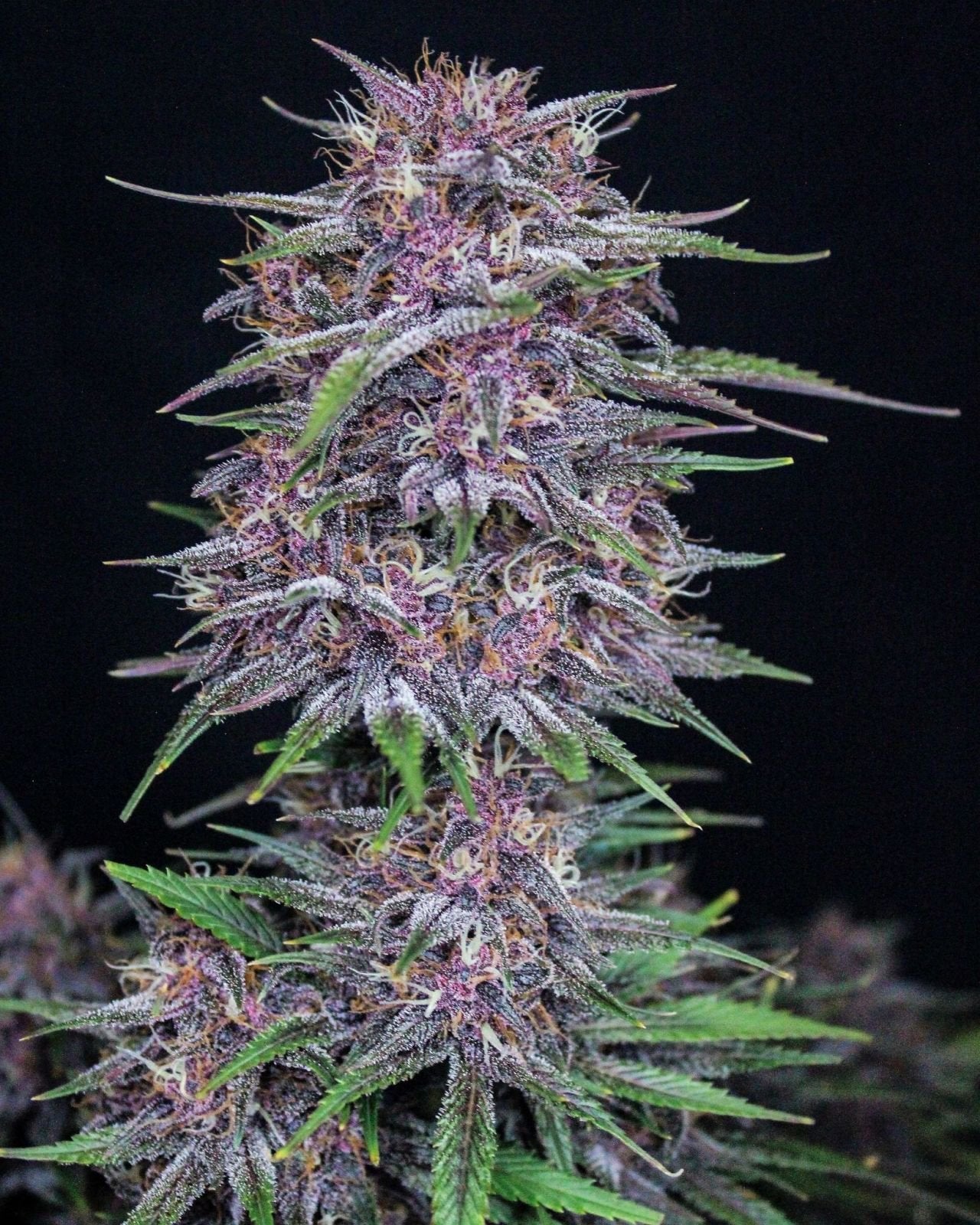 banana_purple_punch_auto_2