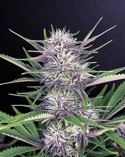 banana_purple_punch_auto_3