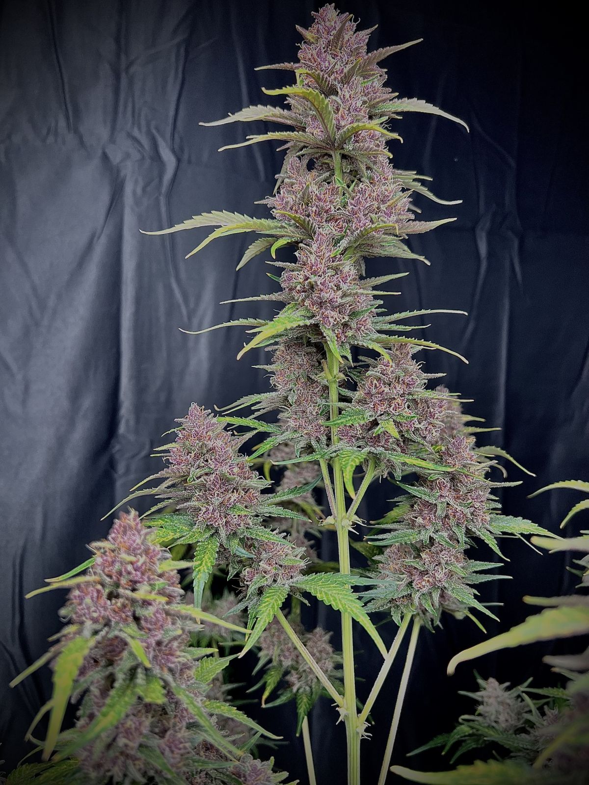 banana_purple_punch_auto_4