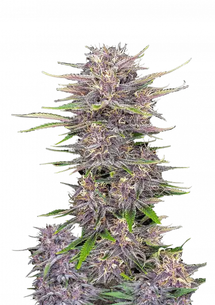 banana_purple_punch_auto_front