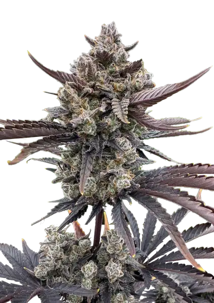 Banana Purple Punch Auto RF3 Headbud