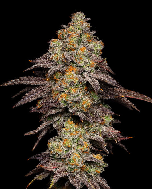 Big Z - Zkittlez X Runtz